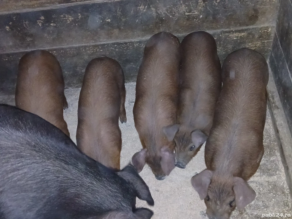 Vând purcei duroc rasă pură 
