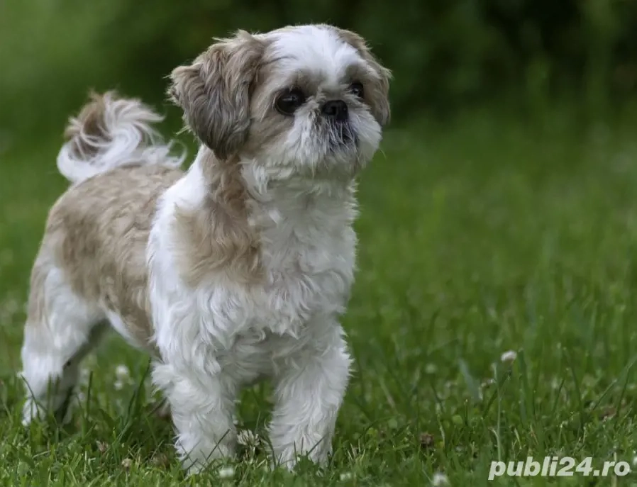 Cau căine din rasa shih tzu care să aibe carnet!