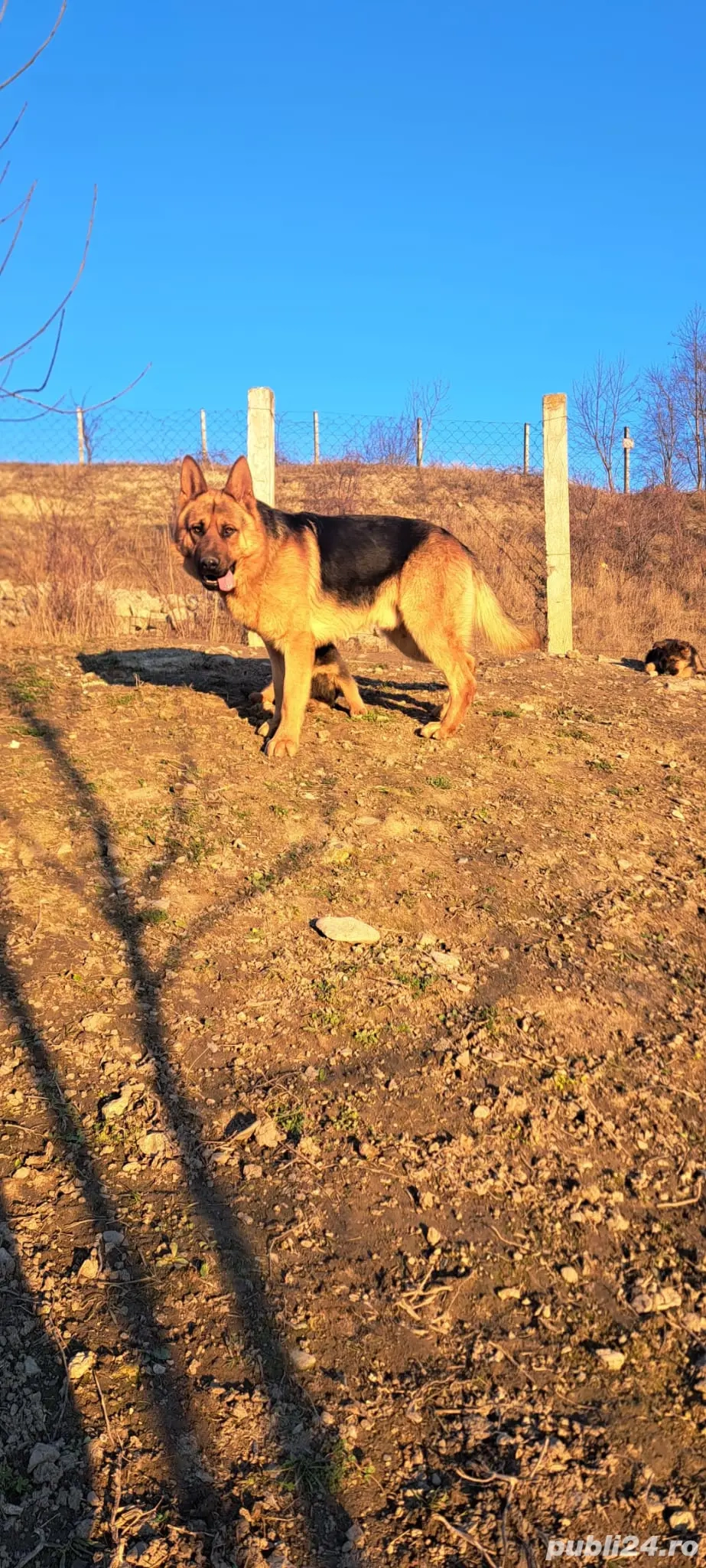 Vând puiuți de Ciobanesc german 