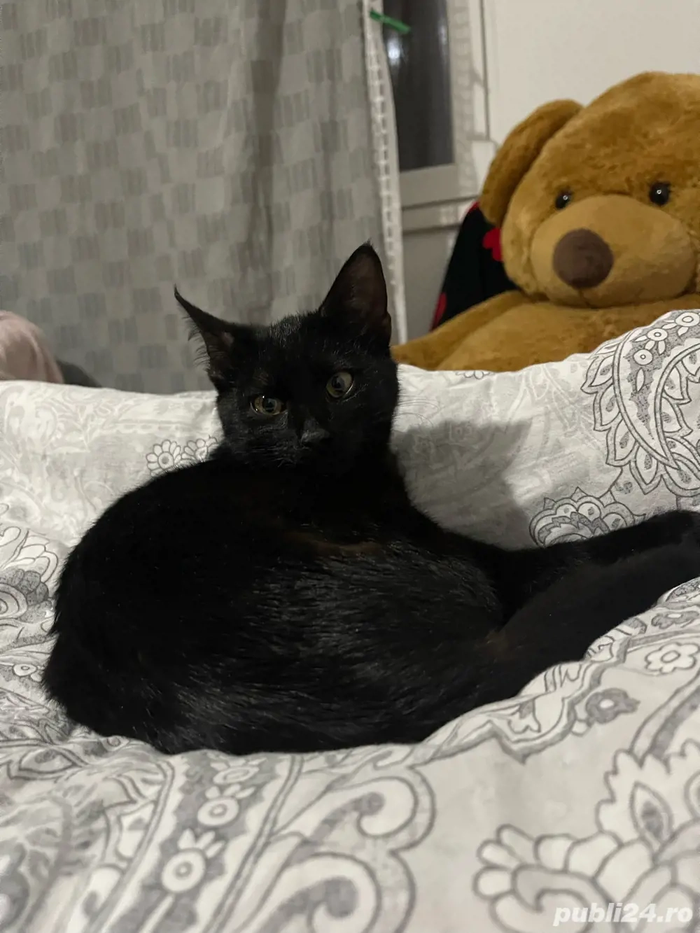 pisicuta spre adoptie, gratuit