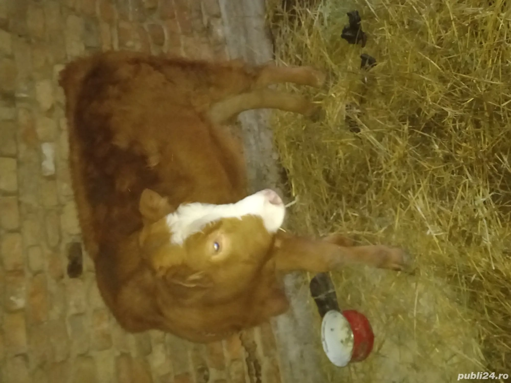 Dau la schimb pe o vaca 10 capre și o vitea de 5 luni 