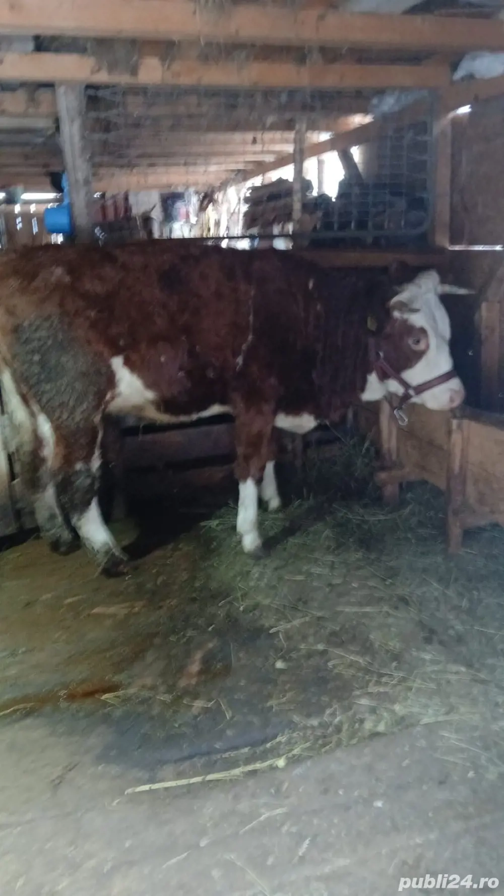 vand junica originala baltata tomaneasca