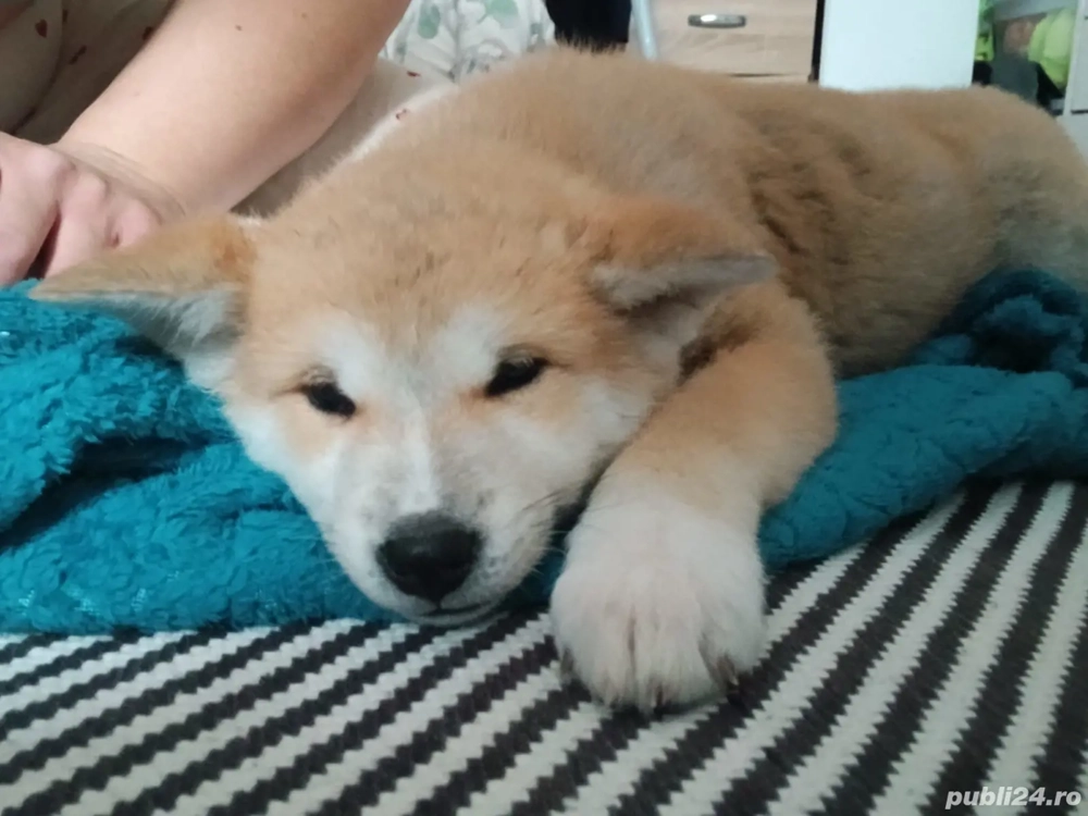 Căței akita inu japonez 
