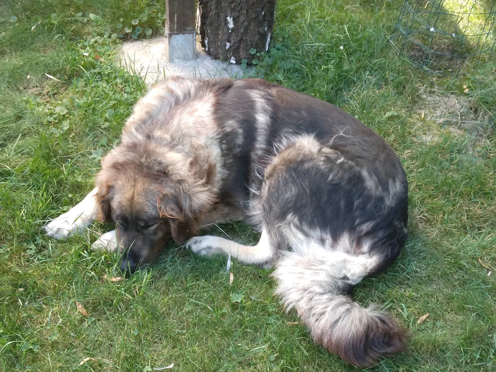 Donez urgent câini ciobănești 