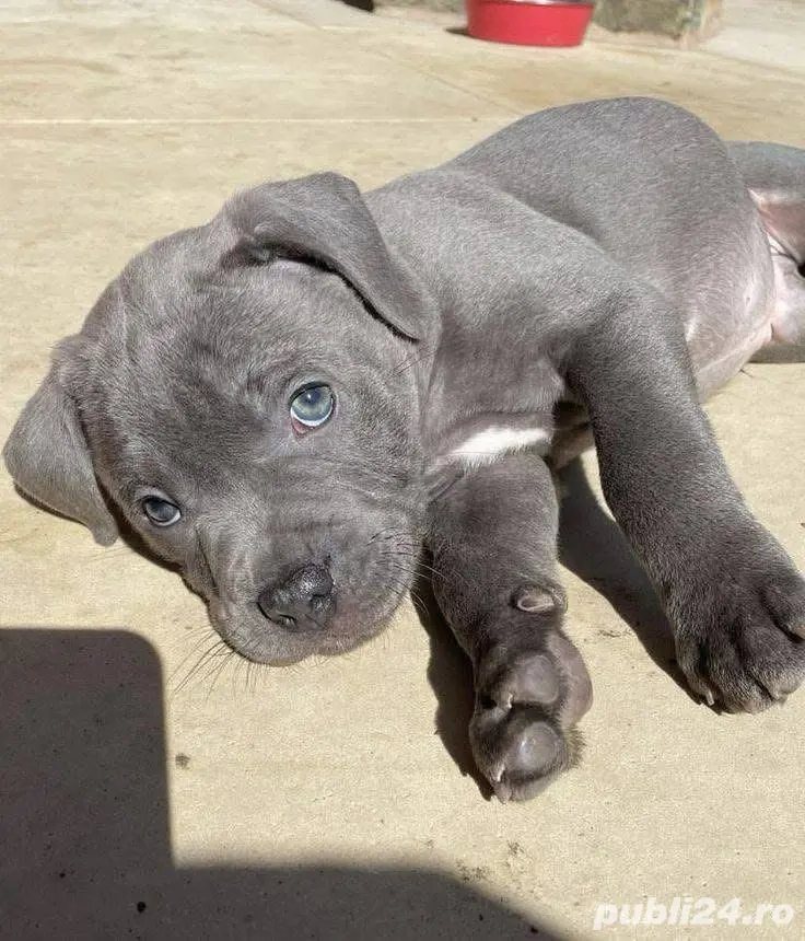 Cățeluș meriș Cane Corso