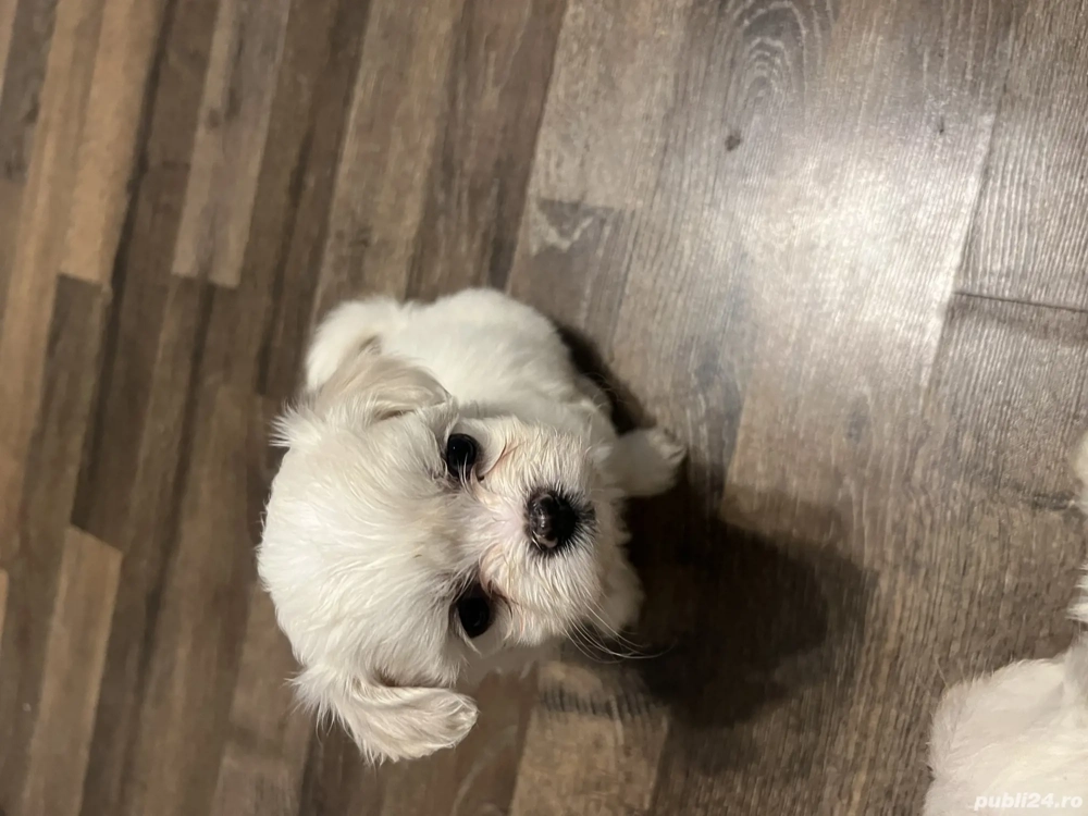 Bichon maltez de vanzare