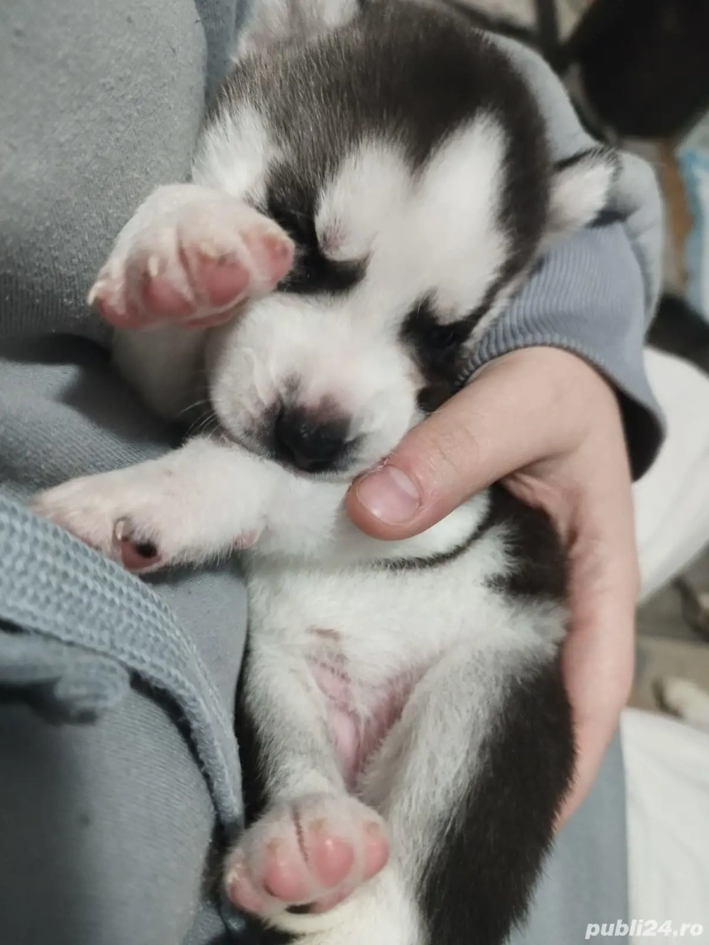 Puiuti Husky Siberian