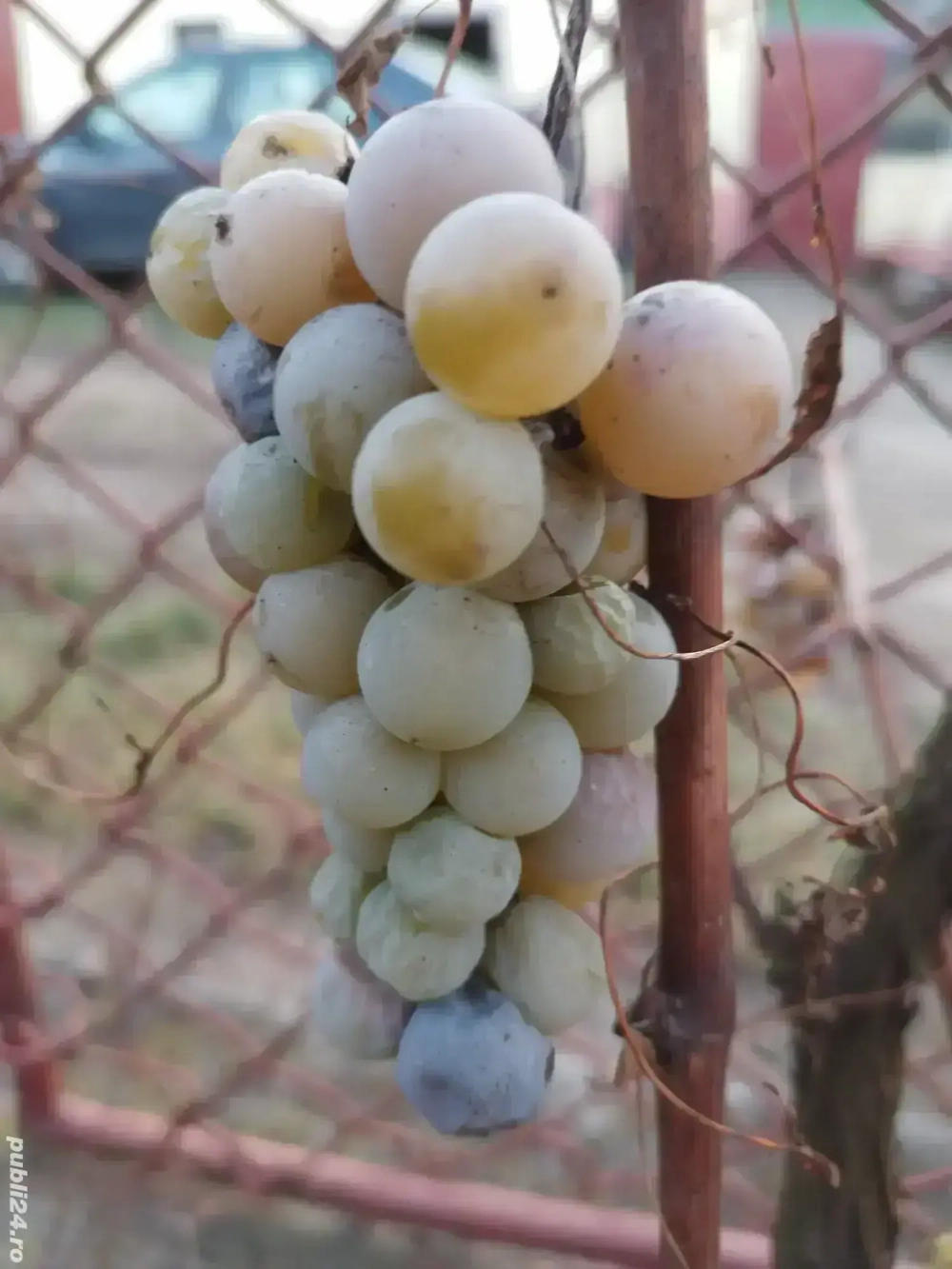 Vand vin alb, sec, 100% natural, productie 2025