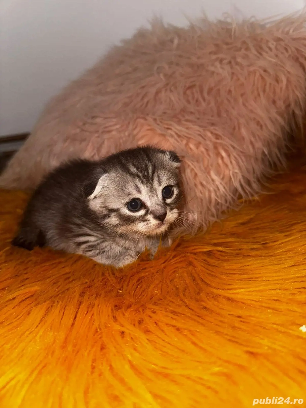 pisici gingase si lipicioase ,iubitoare si jucăușe pentru ccei micuti un cadou preferet!