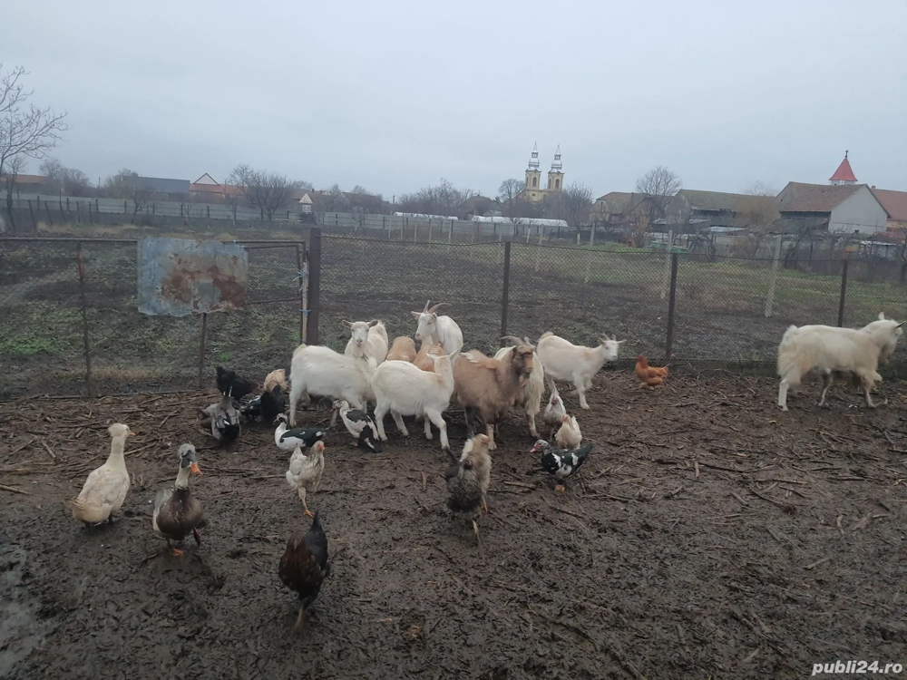 Capre sanen si alba de banat 