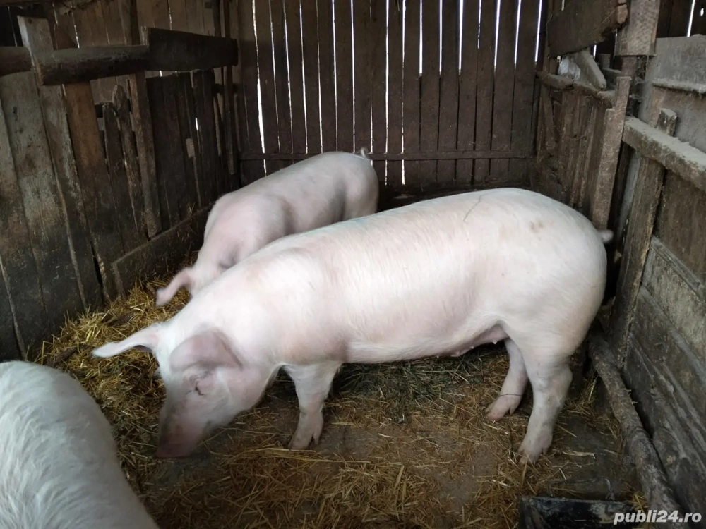 Porci cu greutatea între 70 și 100 kg 