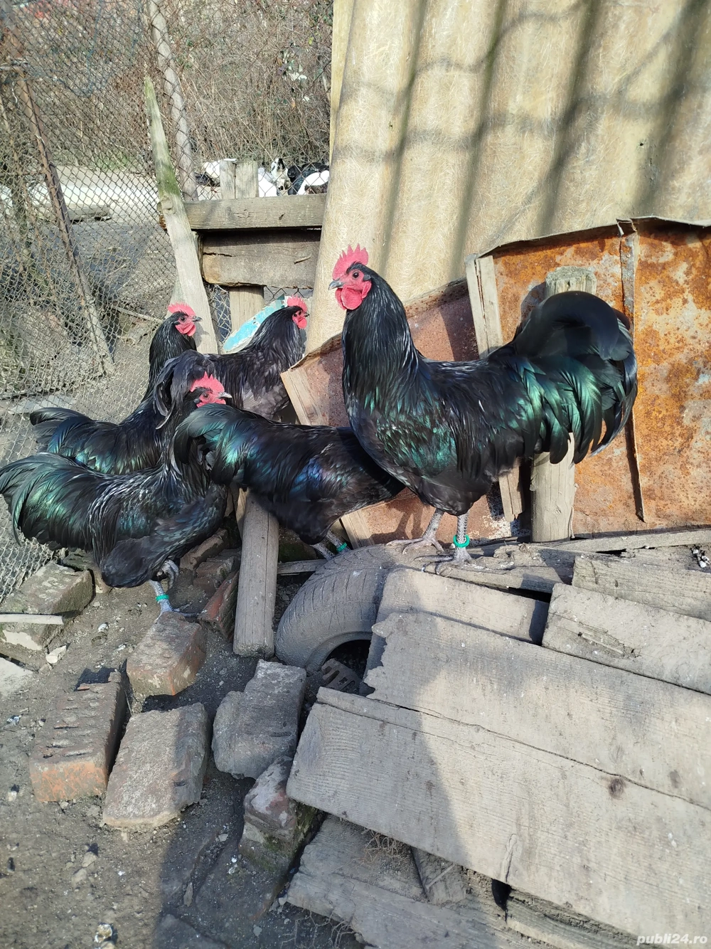 Vând cocoși australorp negru 