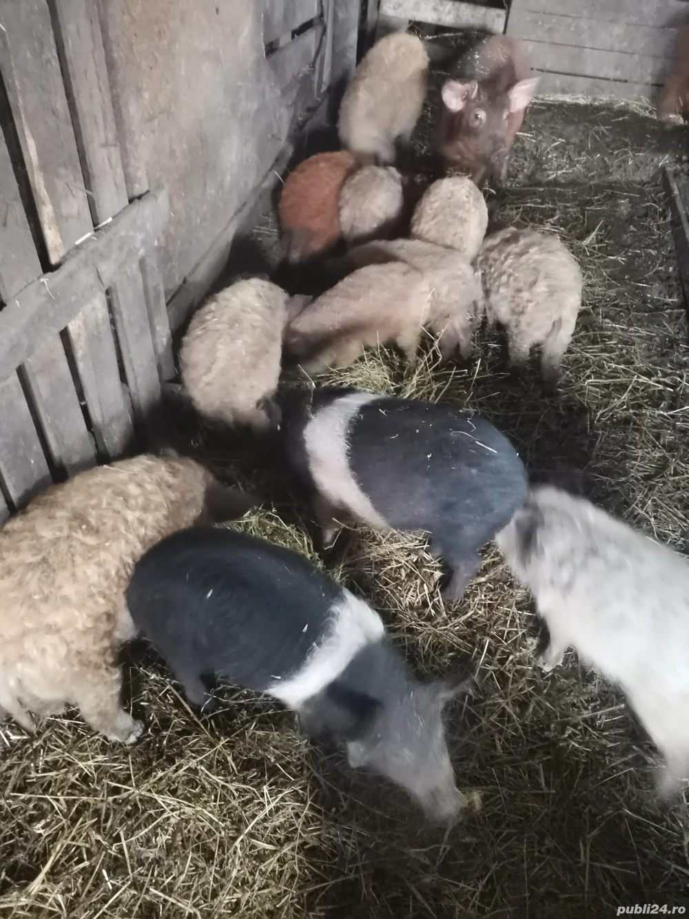 Vând 3 purcele Bazna cu Mangalita 