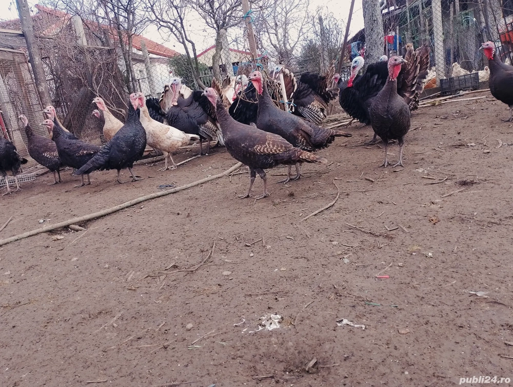 Vand curcani 25 lei kg