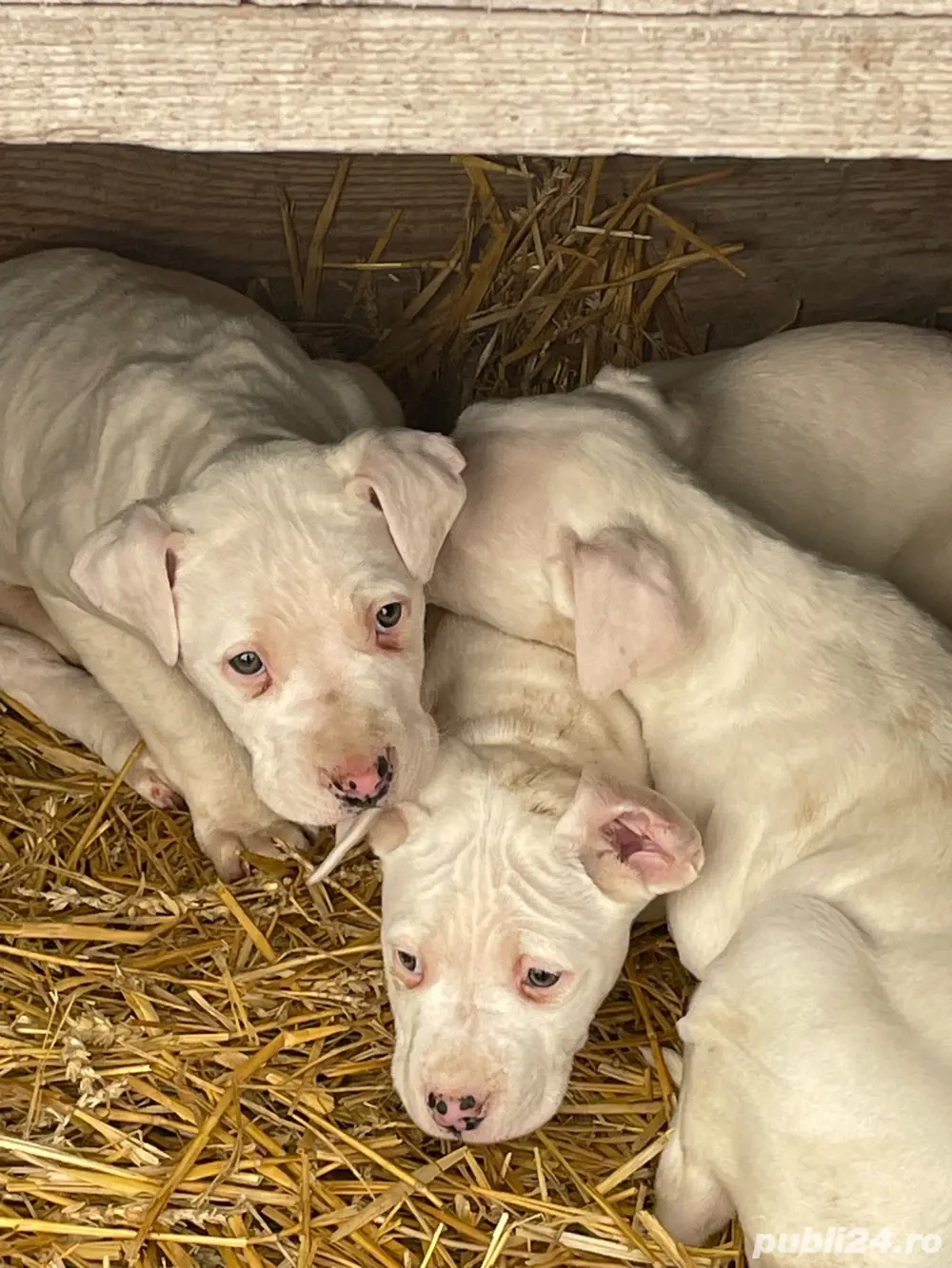 Vand pui din rasa dog argentinian schimb si cu ipohne 14 pro max