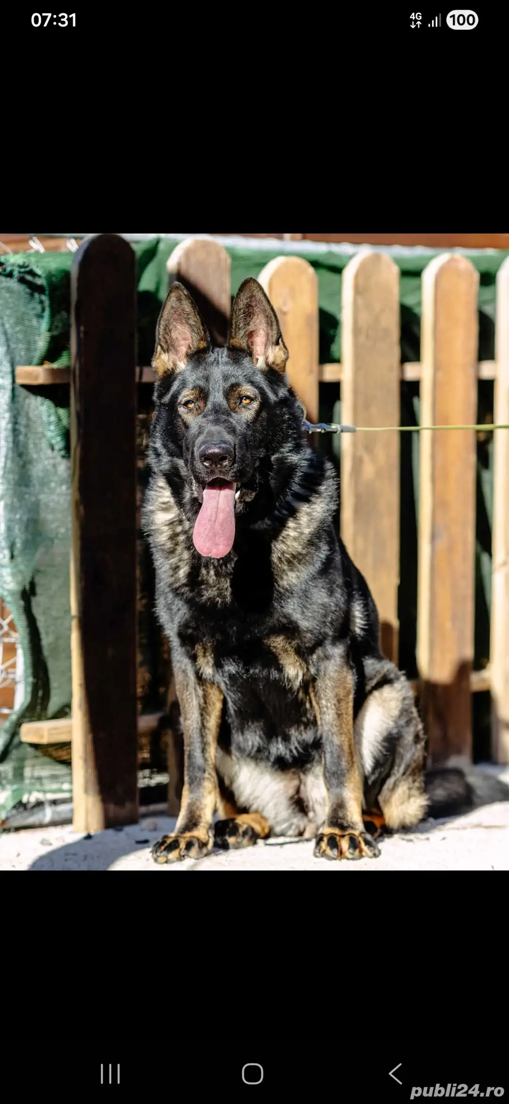  vănd. căței. ciobenesc. german.  6. săptămăni. 