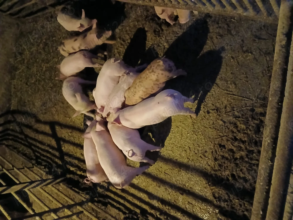 Purcei de vanzare.        