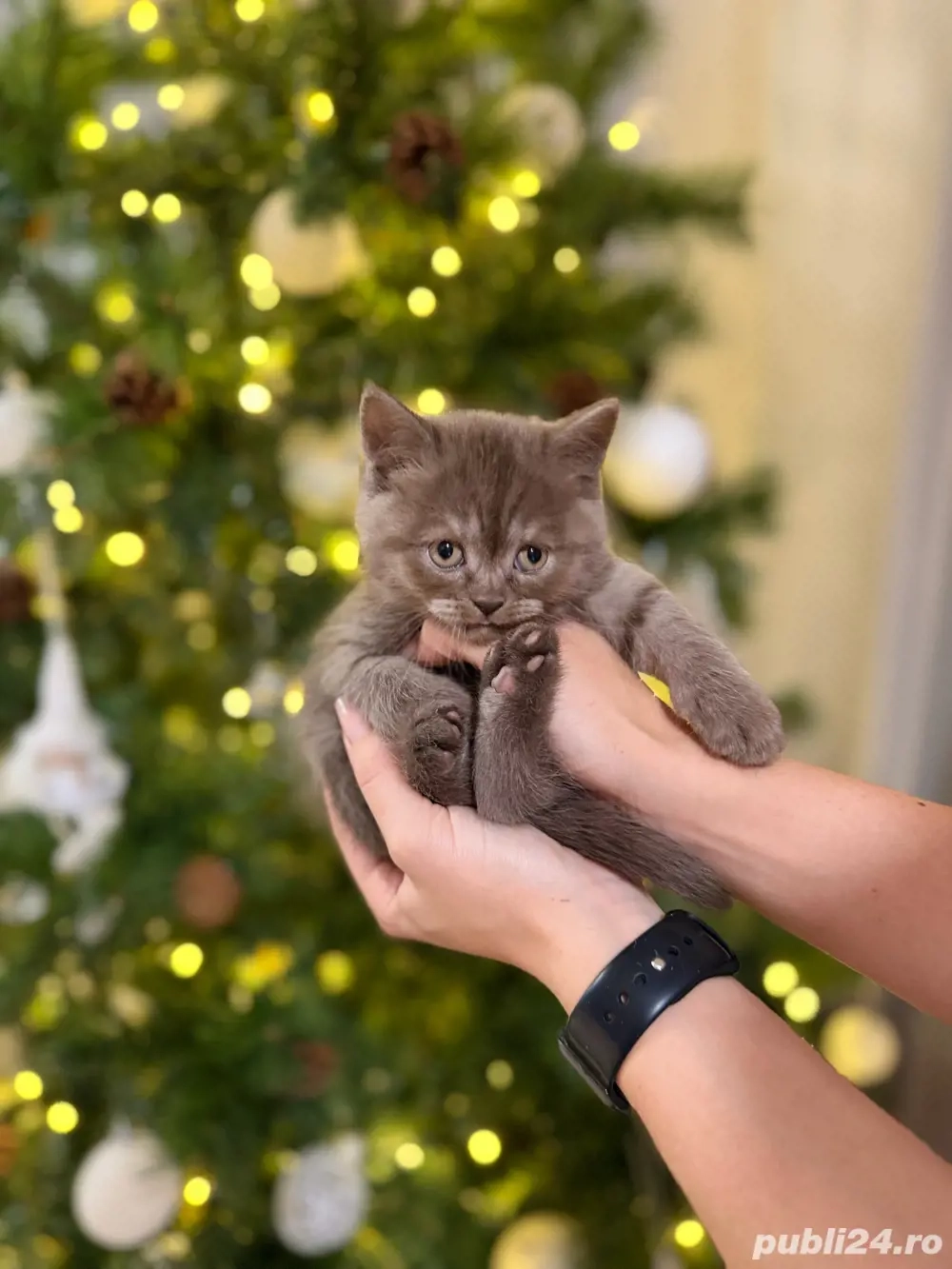 Pui de pisica British Shorthair blue