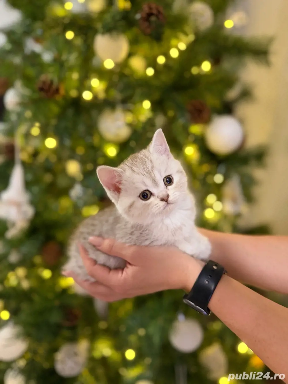 Pui de pisica British Shorthair silver shaded