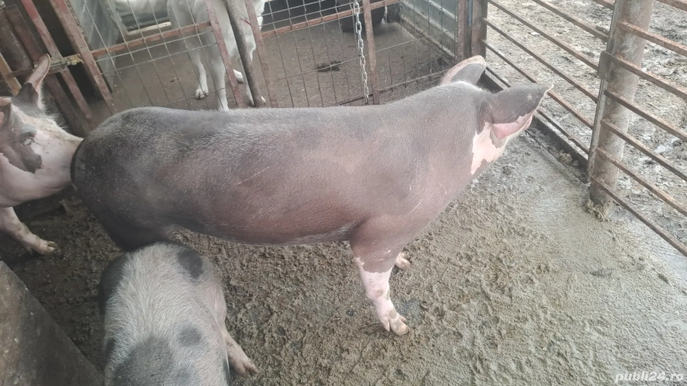 vand purcea 100 kg +,-