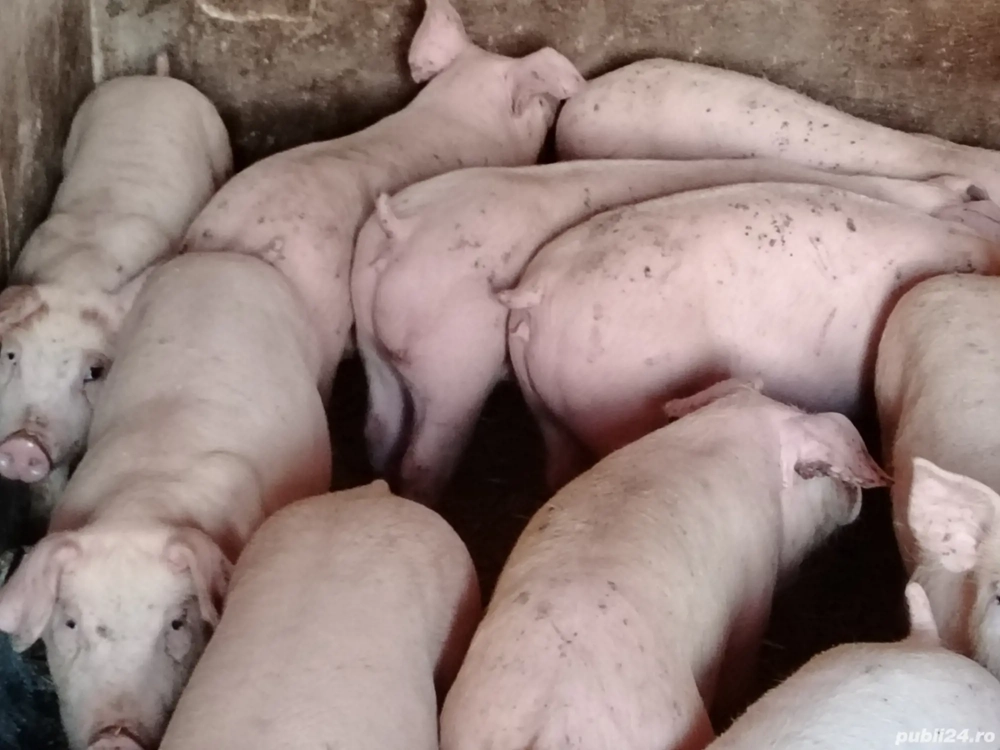 Soldani rasa pic 40-50 kg