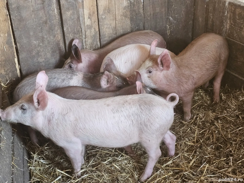 vând 6 purcei de 12 săptămâni rasa de carne 