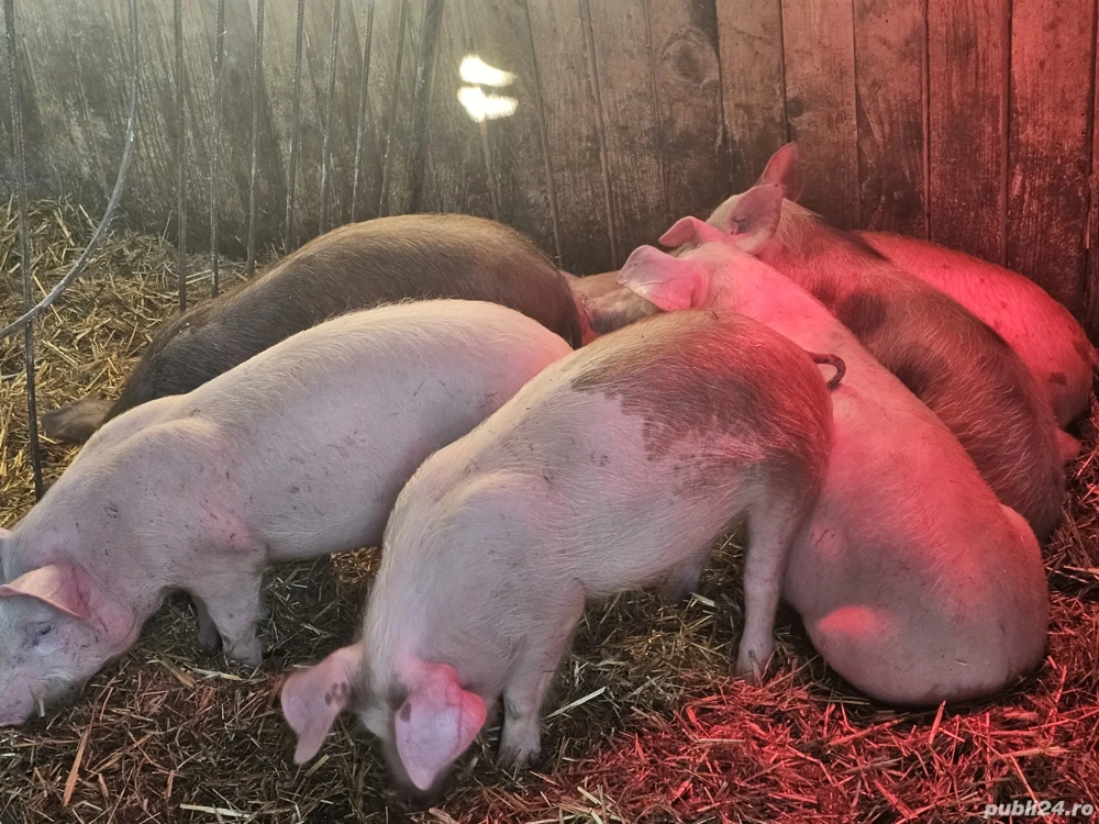 vând 6 soldani rasă de calitate de carne 30-35 kg 