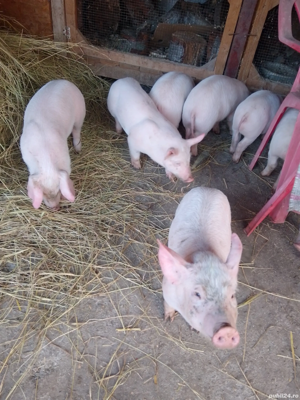 Purcei Landrace 8 M 2 F