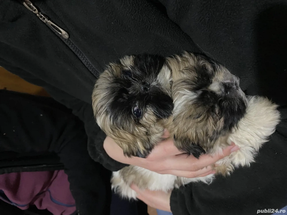 Vând 2 femele rasa Shihtzu 