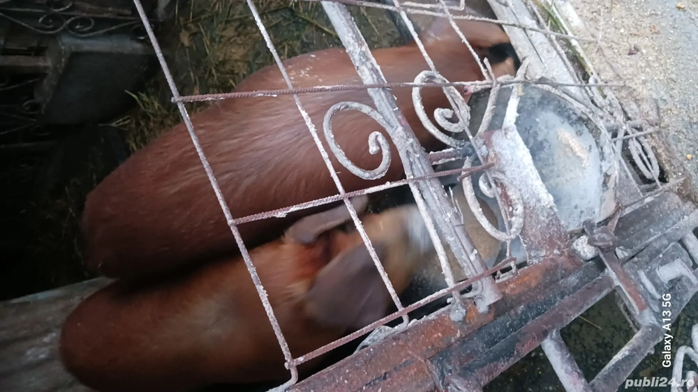 Soldani duroc de vanzare