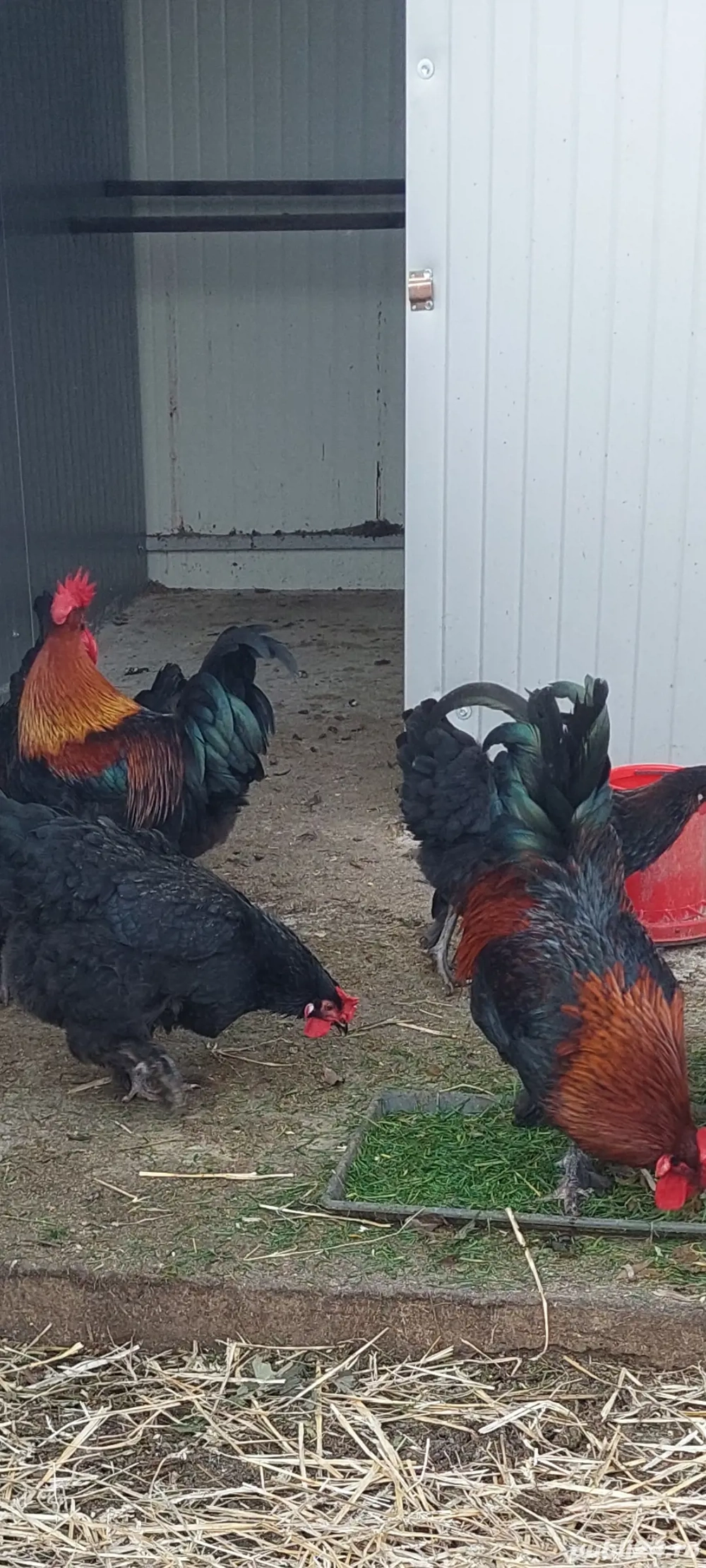 Vând cocoși: Marans ,Vorwerk și Ameraucana