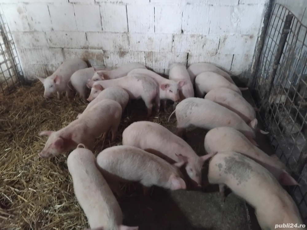 purciei de vanzare mascuri sunt castrati 