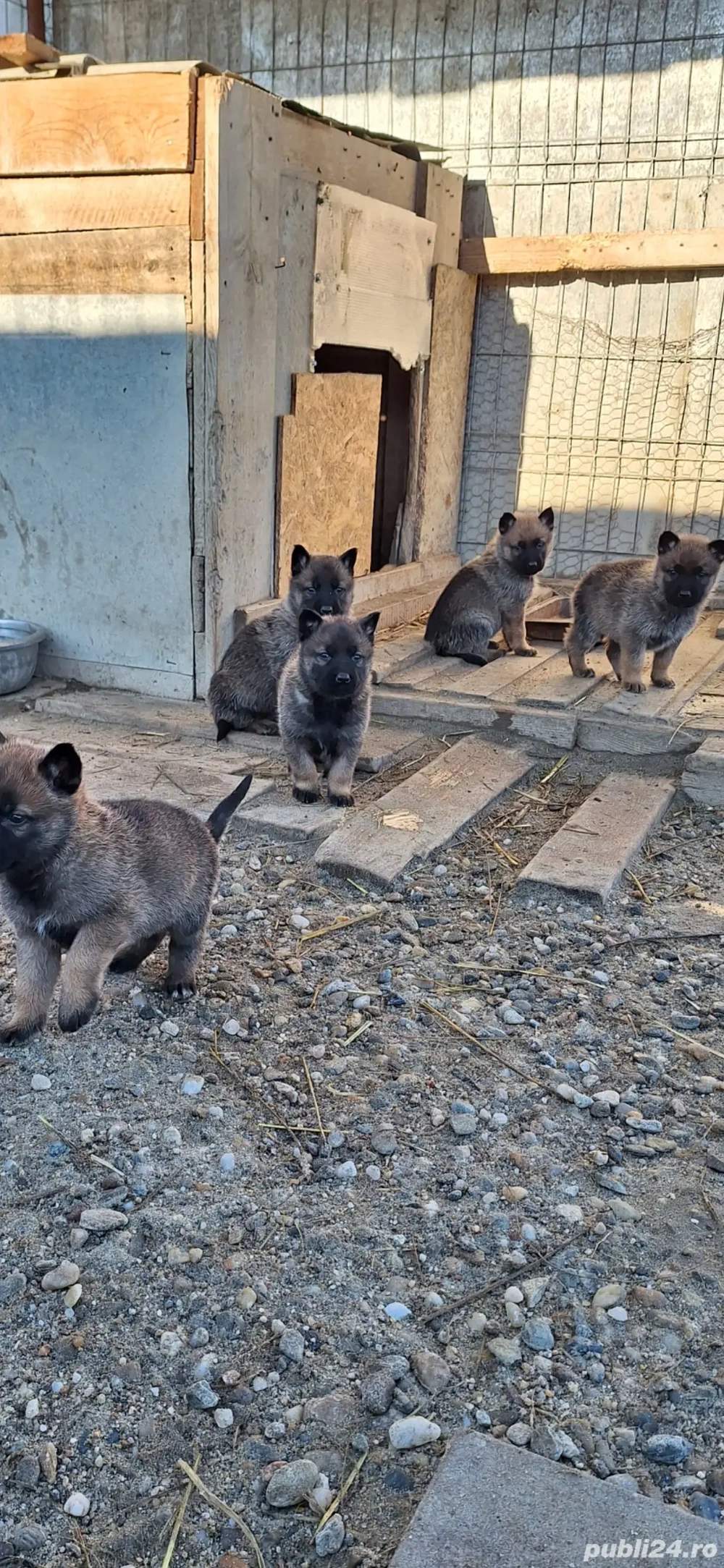 Pui Ciobanesc Belgian Malinois
