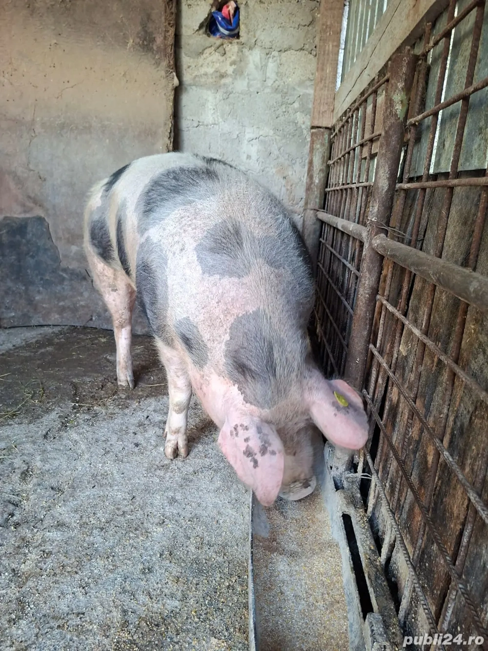 Vand purcea din rasa pietrean are un jur de 120kg