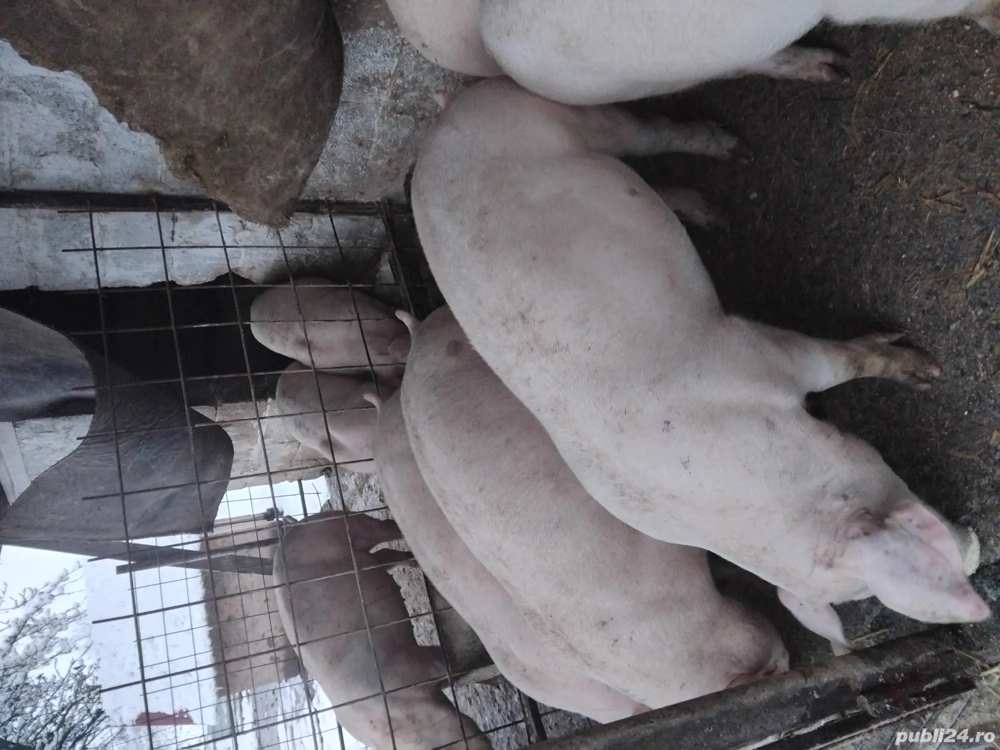 Vând grasuni de rasa 