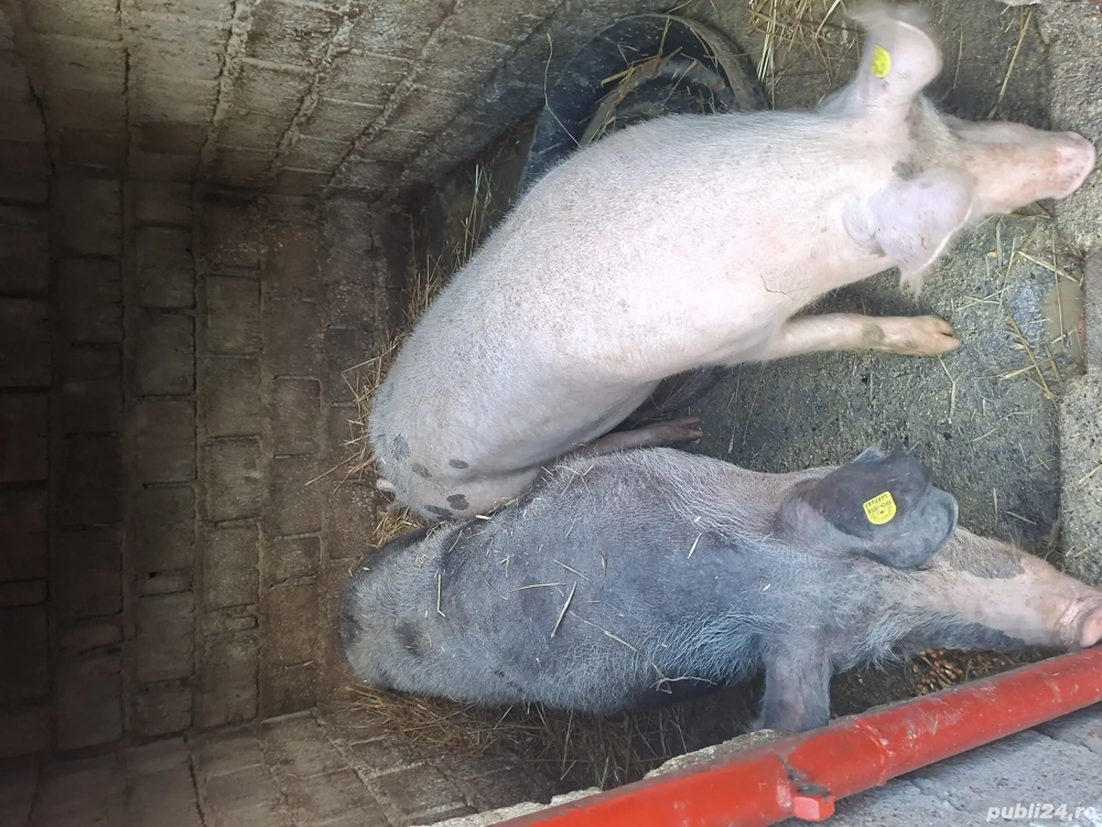 Porci de vanzare crescuti cu porumb 