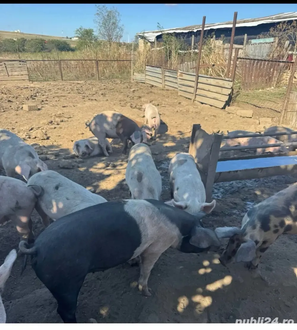 vand porci intre 100-140 de kg 