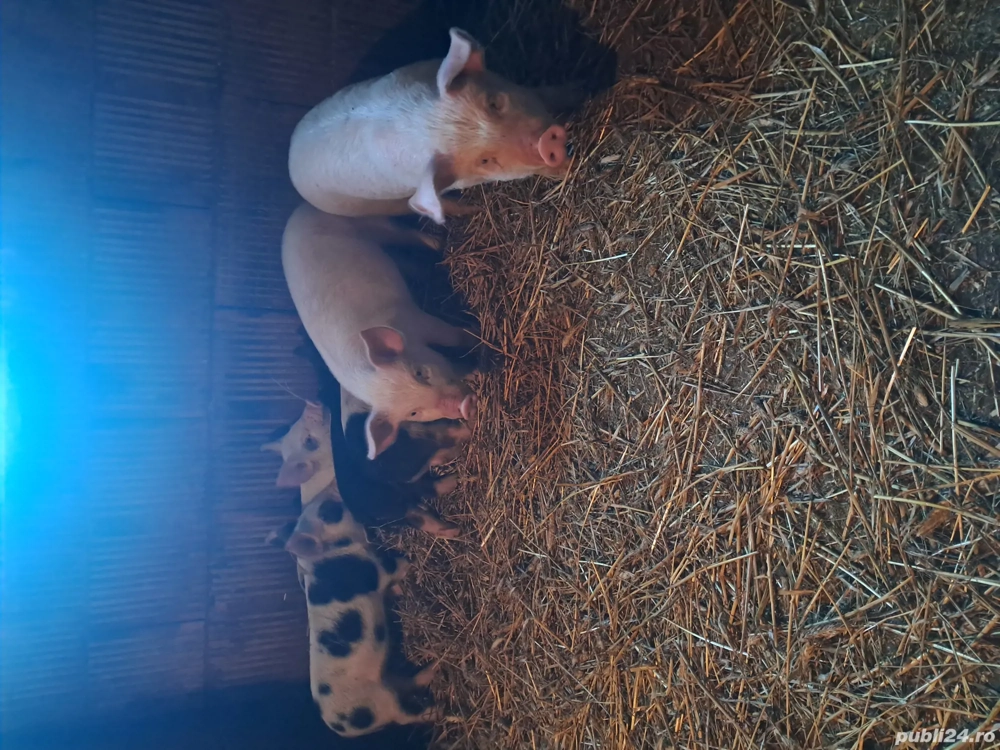 Vand purcei 6 săptămâni 