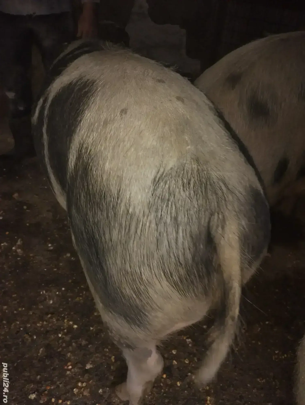 Vând porci pt sacficat crescuți natural 