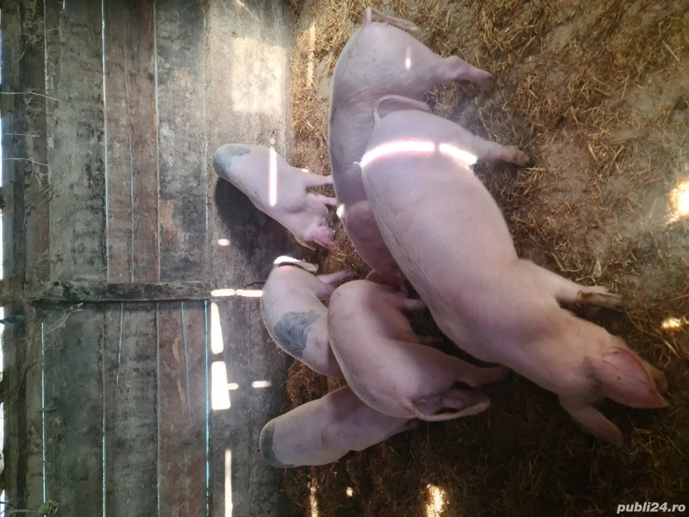 Landrace marele alb scrofite 