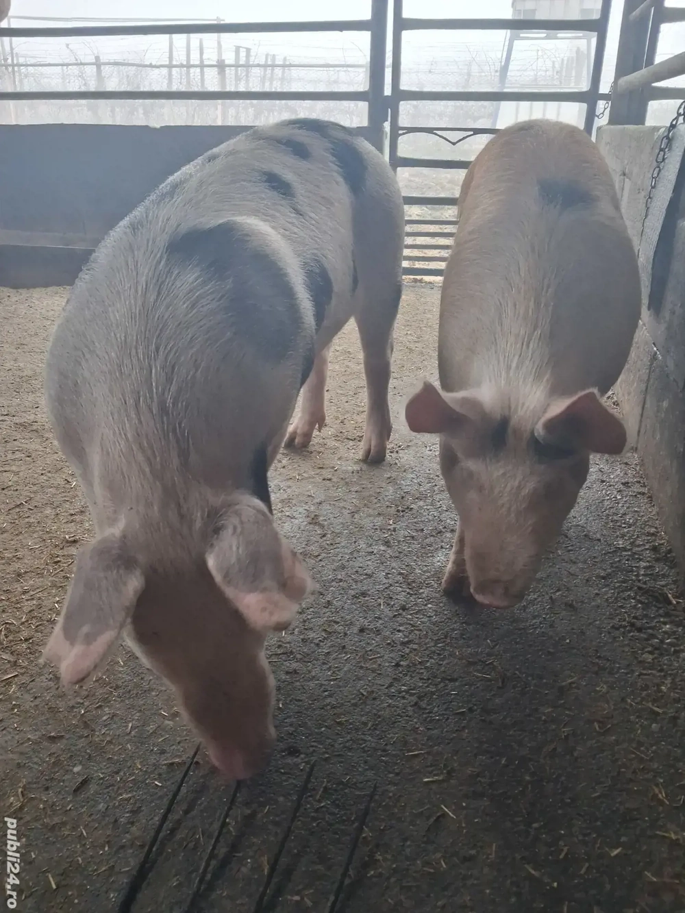 de vânzare 2 scrofițe rasă duroc și petrean ofer transport 