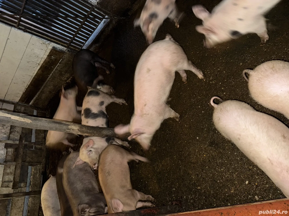 Purcei de vinzare din August 