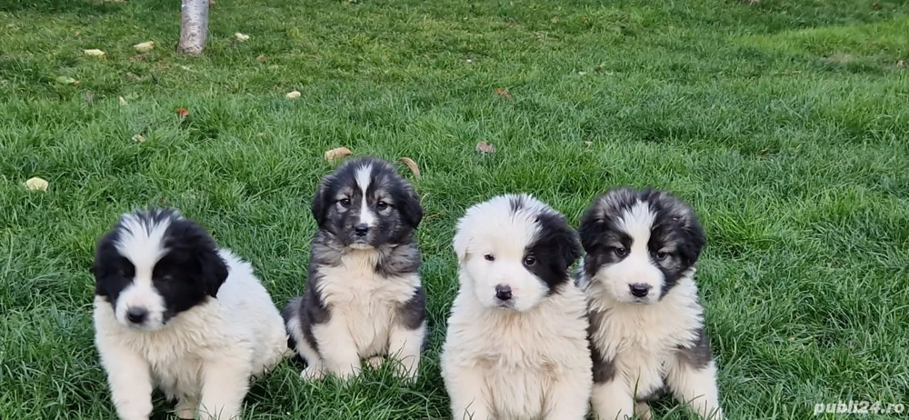 Vând pui ciobănesc 