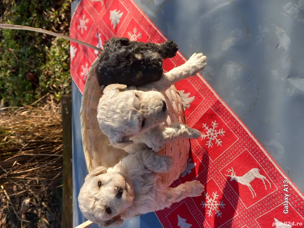 vand caniche (pudel)