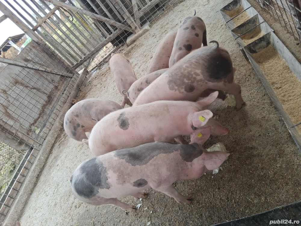 Soldani marele alb cu pietrean  