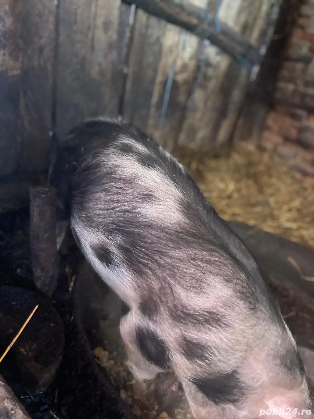 Vând purcică, rasa pietrar 