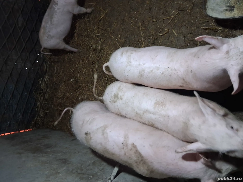 Purcei maeele alb de vanzare