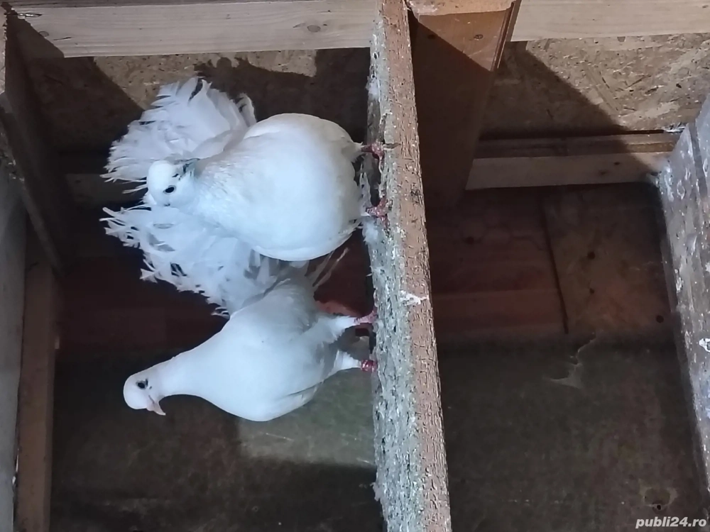 vând o pereche de curcani si o iepuroaica!!