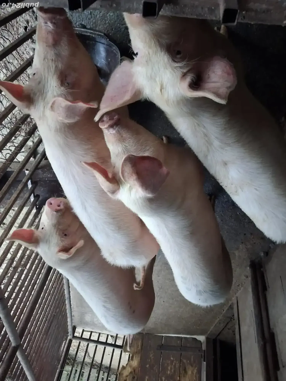 Vând porci  65-75 kg 