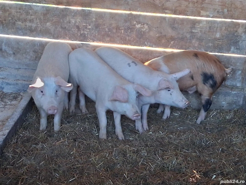 vând  3 masculi castraţi si o  femelă 35-38 kg